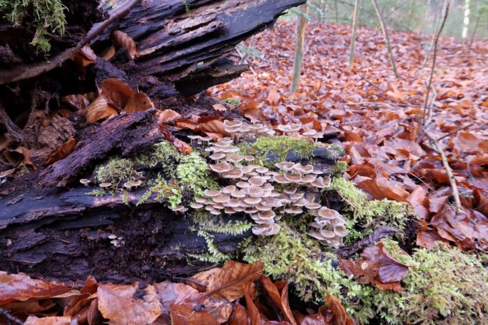 Mycena tintinnabulum – Winter-Helmling, die Hüte sind kegelig-glockig, feucht klebrig, und hellbraun bis fast weiß
