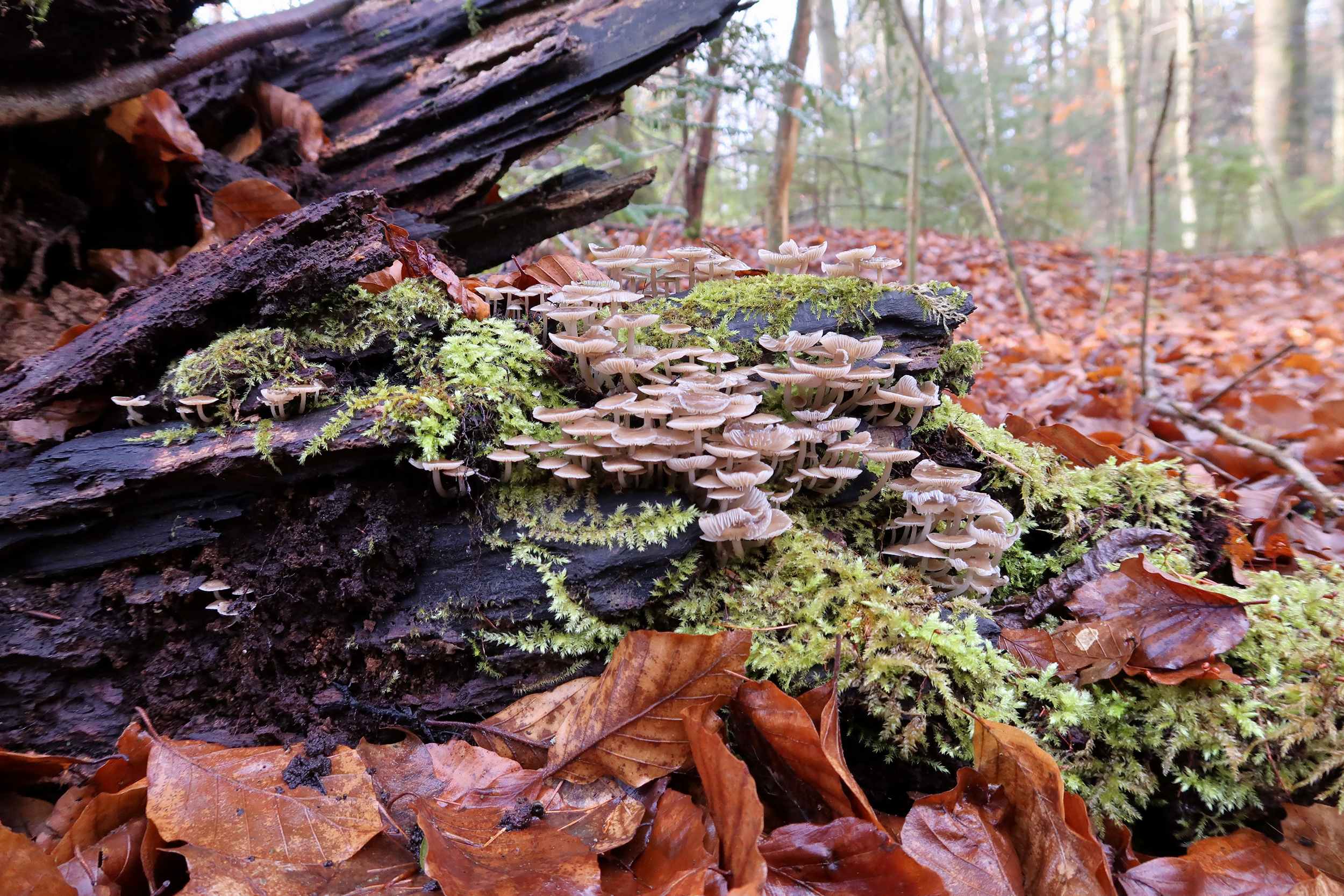 Mycena tintinnabulum – Winter-Helmling