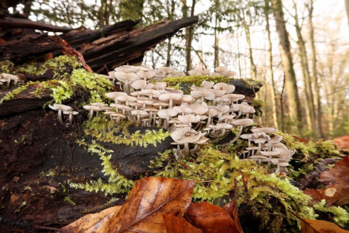 Mycena tintinnabulum – Winter-Helmling, die Fruchtkörper wachsen immer büschelig