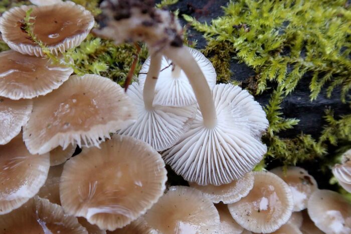 Mycena tintinnabulum – Winter-Helmling, auf dem Hutboden zeigen sich flache Anastomosen