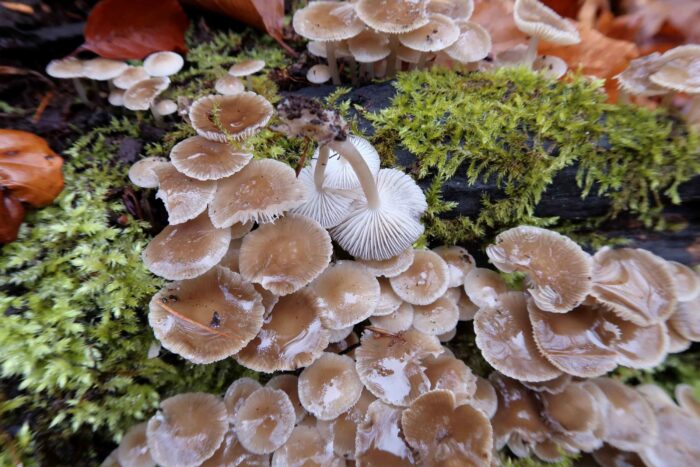 Mycena tintinnabulum – Winter-Helmling, die Lamellen sind meist weiß