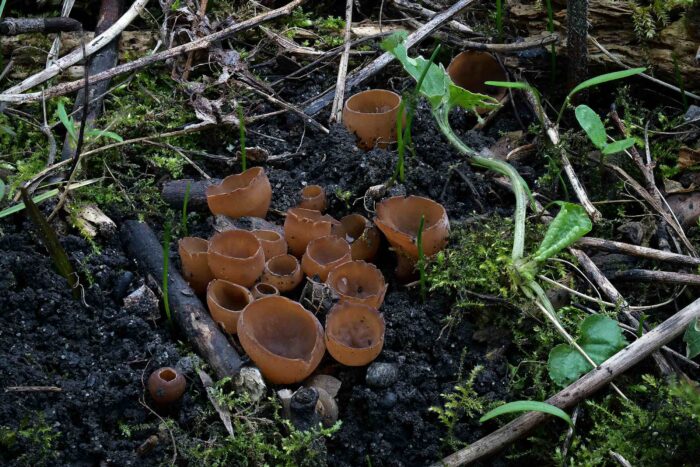 Botryotinia ficariarum – Scharbockskraut-Sklerotienbecherling, wunderschöne Gruppe in idealen Zustand