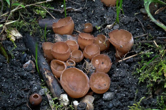 Botryotinia ficariarum – Scharbockskraut-Sklerotienbecherling, am Fundtag gab es Regen, daher die Wassertropfen