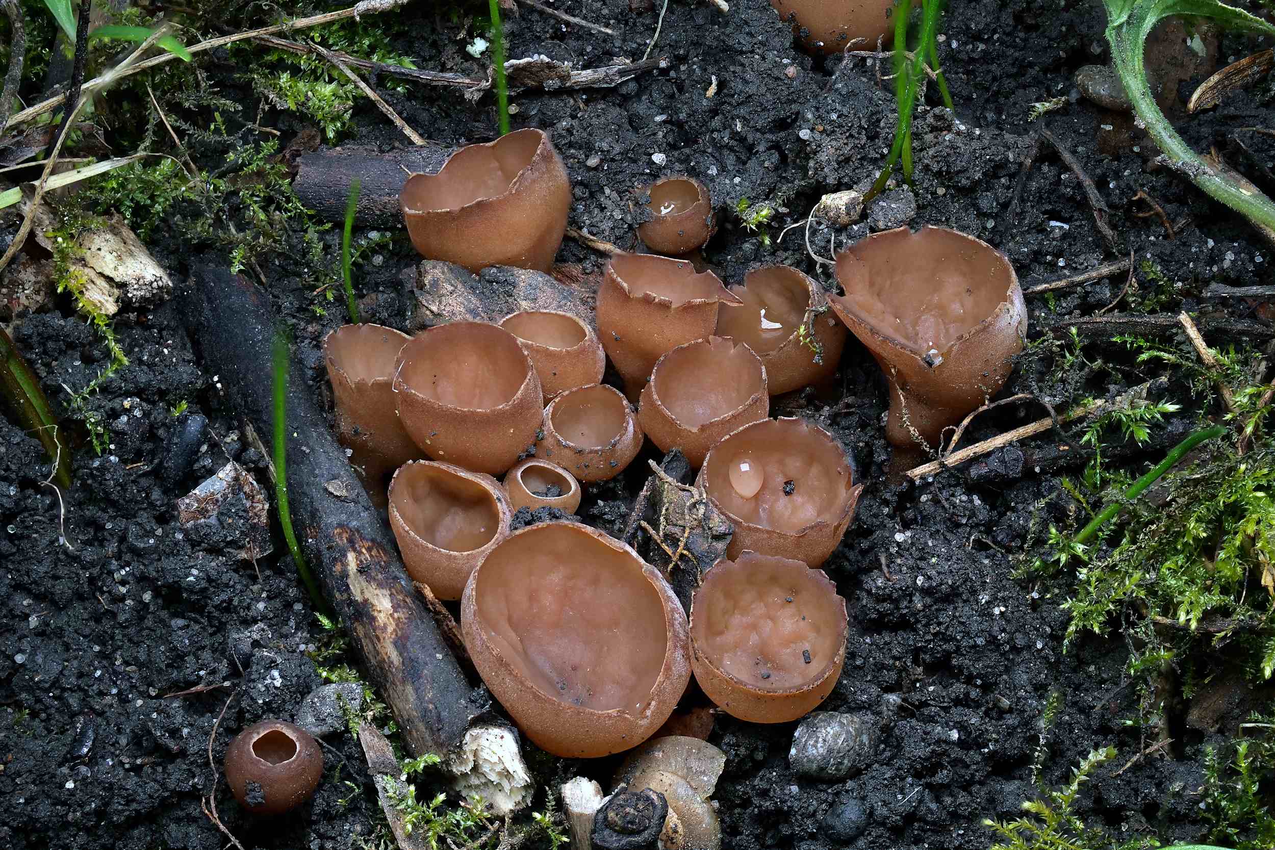 Botryotinia ficariarum – Scharbockskraut-Sklerotienbecherling