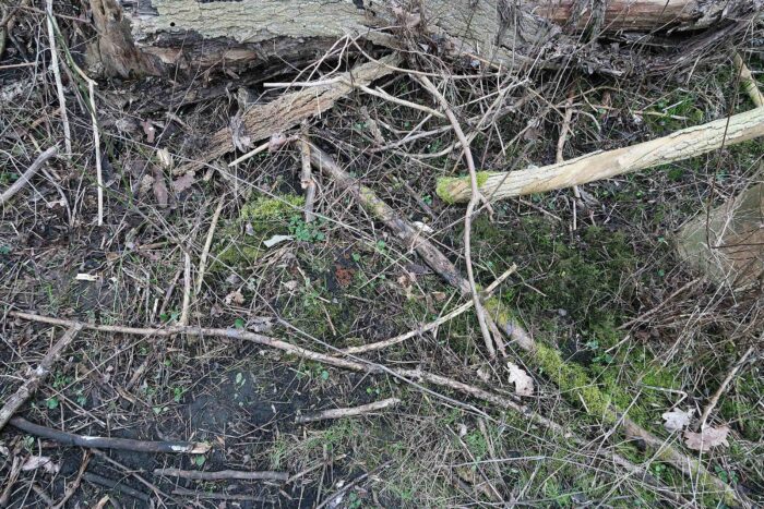 Botryotinia ficariarum – Scharbockskraut-Sklerotienbecherling, man muss schon sehr gut hinsehen, um die Pilze zu finden