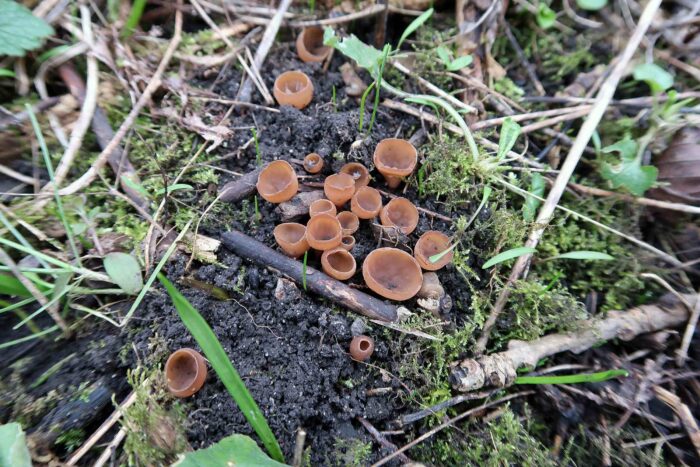 Botryotinia ficariarum – Scharbockskraut-Sklerotienbecherling, die Becher sind rund 13 mm groß