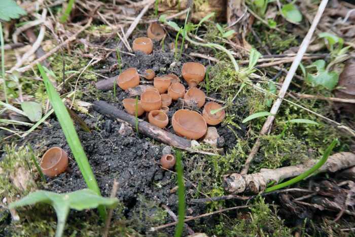 Botryotinia ficariarum – Scharbockskraut-Sklerotienbecherling, die Pilze müssen mikroskopisch bestimmt werden, um die Art festzustellen