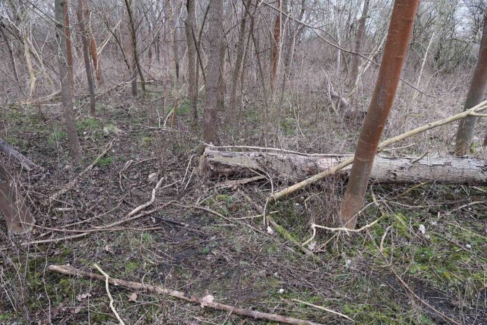 Botryotinia ficariarum – Scharbockskraut-Sklerotienbecherling, links vor dem liegenden Baumstamm sind die Pilze