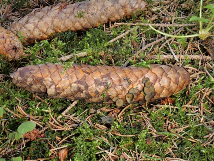 Rutstroemia bulgarioides – Fichtenzapfen-Stromabecherling, zu finden auf gut intakten Fichtenzapfen