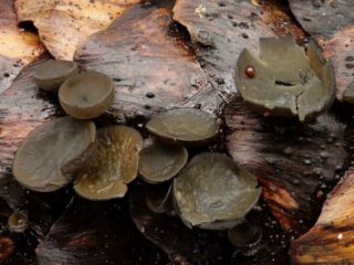 Rutstroemia bulgarioides &ndash; Fichtenzapfen-Stromabecherling, identische Gruppe, jedoch dunkel gef&auml;rbt, da nass