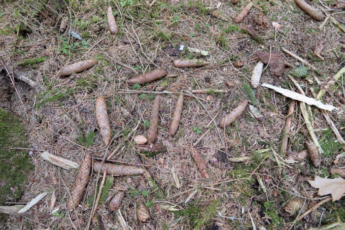 Rutstroemia bulgarioides – Fichtenzapfen-Stromabecherling, die kleinen Pilze zu finden ist ein Fleißarbeit...