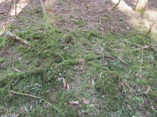 Rutstroemia bulgarioides &ndash; Fichtenzapfen-Stromabecherling, Fundorte m&uuml;ssen feucht und bemoost sein