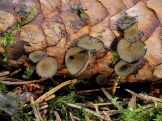 Rutstroemia bulgarioides &ndash; Fichtenzapfen-Stromabecherling, im trocken Zustand sehen die Becher Senffarben