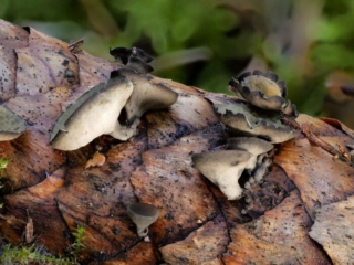 Rutstroemia bulgarioides &ndash; Fichtenzapfen-Stromabecherling, die Fruchtk&ouml;rper sind kurz gestielt