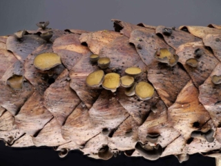 Rutstroemia bulgarioides &ndash; Fichtenzapfen-Stromabecherling, typische Wuchsform auf dem Fichtenzapfen