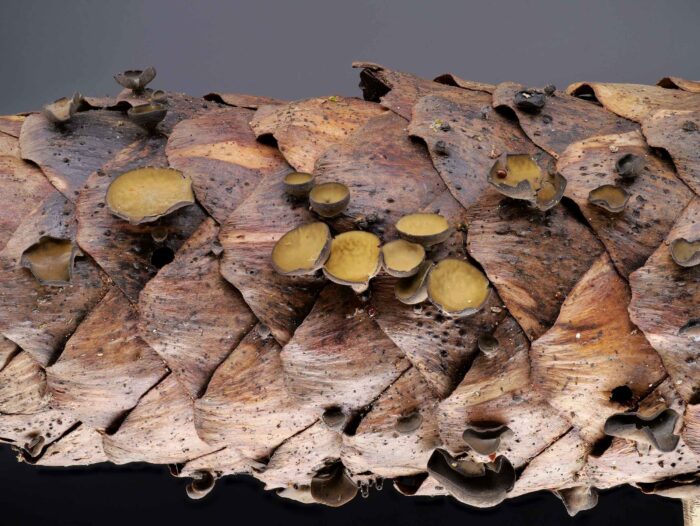 Rutstroemia bulgarioides – Fichtenzapfen-Stromabecherling, typische Wuchsform auf dem Fichtenzapfen