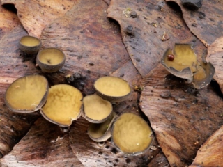 Rutstroemia bulgarioides &ndash; Fichtenzapfen-Stromabecherling, identische Gruppe, jedoch Senffarben, da fast trocken