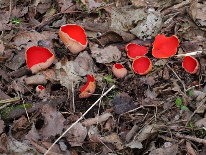 Sarcoscypha austriaca – Österreichischer Prachtbecherling, Fund vom März 2025, das Scharlachrot ist fantastisch