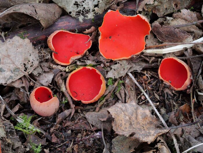 Sarcoscypha austriaca – Österreichischer Prachtbecherling, Fund vom März 2025, die Becherlinge sind wunderschön anzusehen