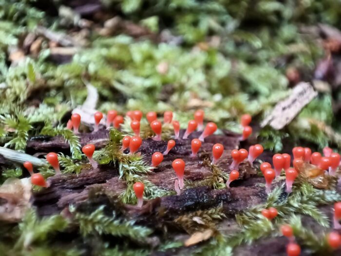 Trichia decipies – Rotköpfiger Schleimpilz, ist ein recht häufiger Schleimpilz