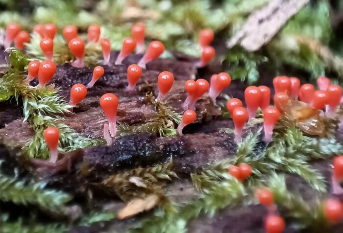 Trichia decipies – Rotköpfiger Schleimpilz, die Pilze werden rund 7mm hoch