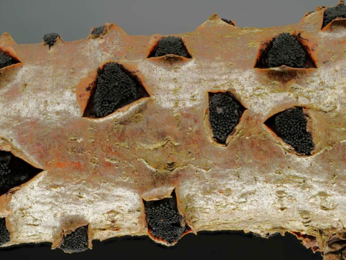 Eutypella sorbi – Pyrenomycet an Eberesche, zum Betrachten kleiner Pilze ist ein Lupe hilfreich