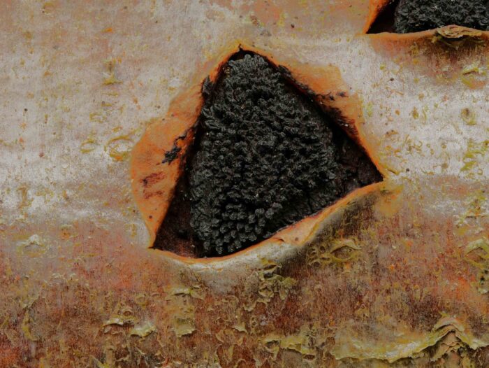 Eutypella sorbi – Pyrenomycet an Eberesche, Makroaufnahme eines 6 mm breiten Pilzes