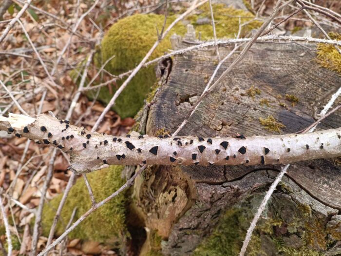 Eutypella sorbi – Pyrenomycet an Eberesche, die eckige Struktur der Pilze fällt auf