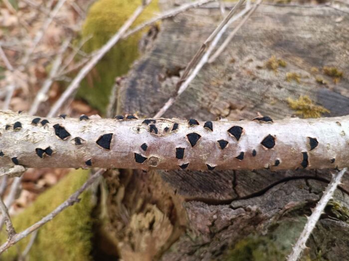 Eutypella sorbi – Pyrenomycet an Eberesche, dieser Pilz wächst ausschließlich auf dem Holz der Eberesche