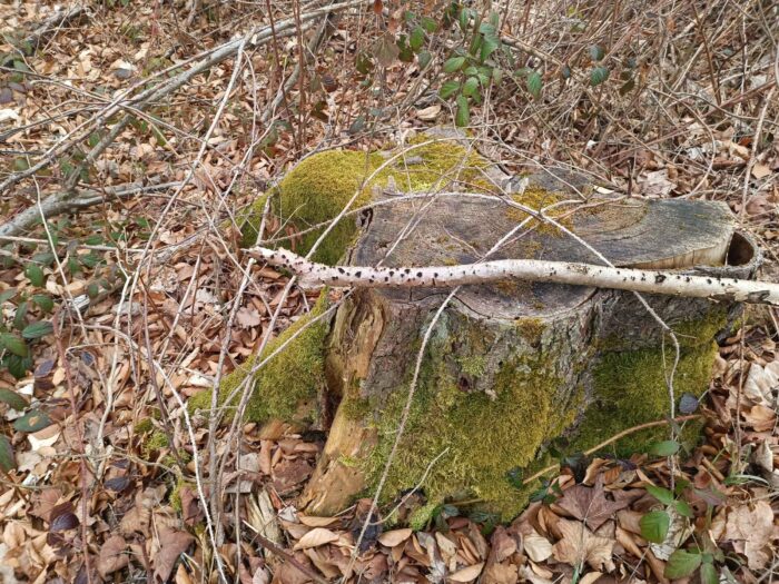 Eutypella sorbi – Pyrenomycet an Eberesche, man findet diesen Pilz im Winterhalbjahr