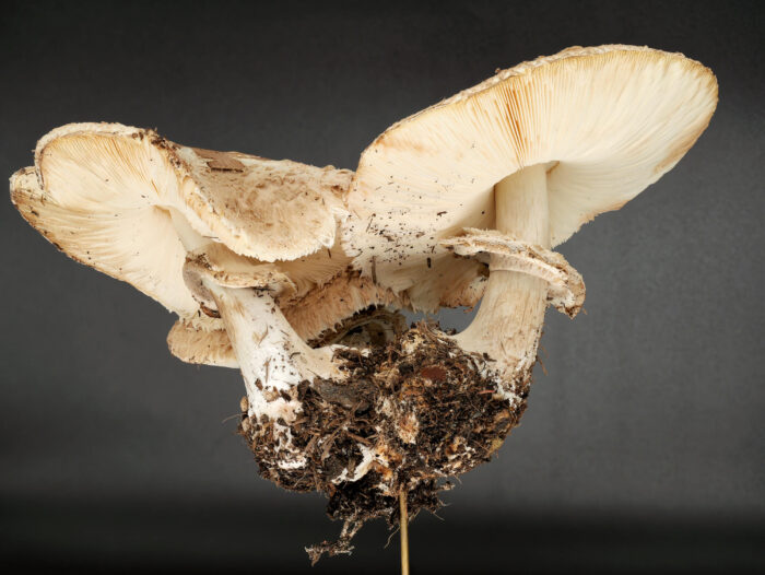 Chlorophyllum brunneum – Garten-Safranschirmling, die Gruppe zeigt das typische Erscheinungsbild