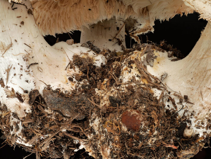 Chlorophyllum brunneum – Garten-Safranschirmling, ein Bestimmungsmerkmal ist die abgesetzte Knolle