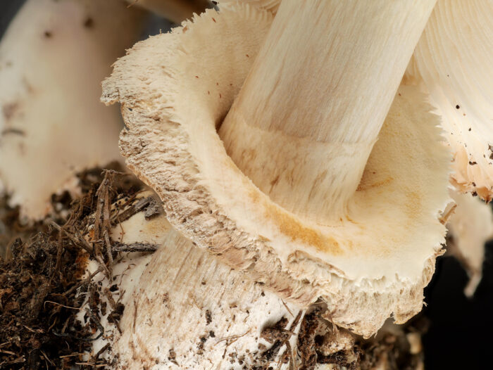 Chlorophyllum brunneum – Garten-Safranschirmling, typisch auch der glatte Ring
