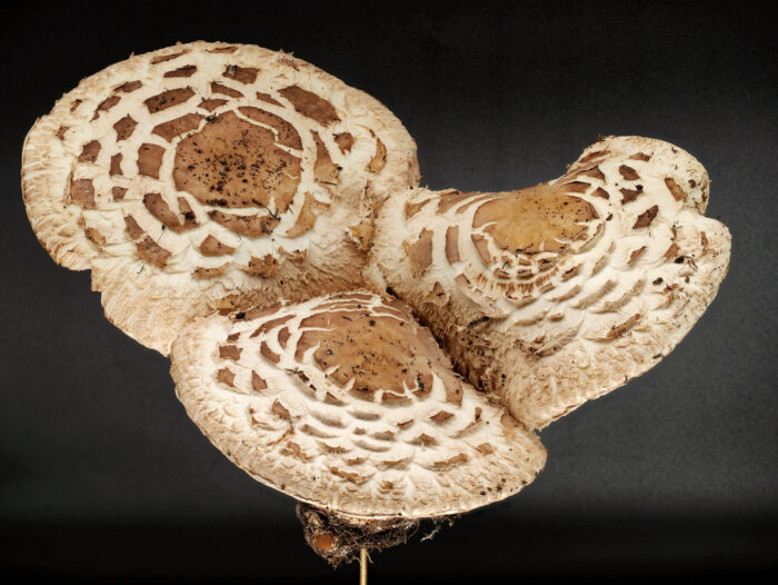Chlorophyllum brunneum – Garten-Safranschirmling, typisch sind die braunen Schuppen