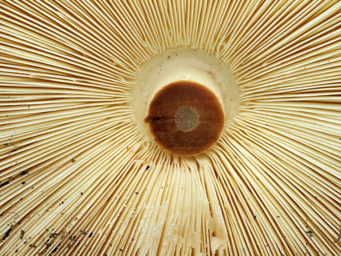 Chlorophyllum brunneum – Garten-Safranschirmling, die Lamellen stehen frei
