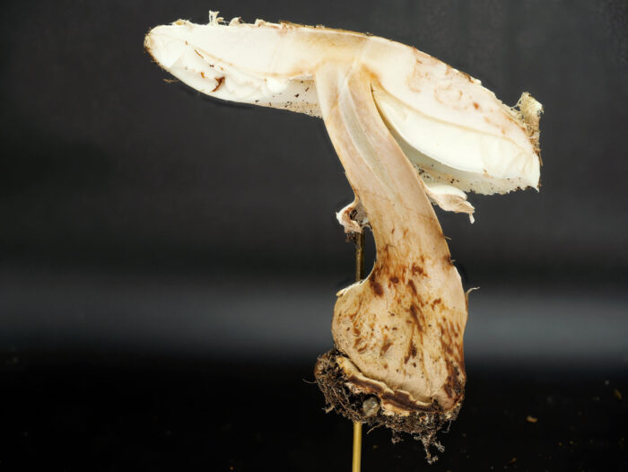 Chlorophyllum brunneum – Garten-Safranschirmling, im Schnitt verfärbst sich das Fleisch rötlich