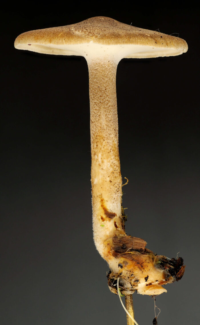 Lentinus substrictus – Mai-Stielporling, der Saprobiont ist ein typischer Frühjahrspilz