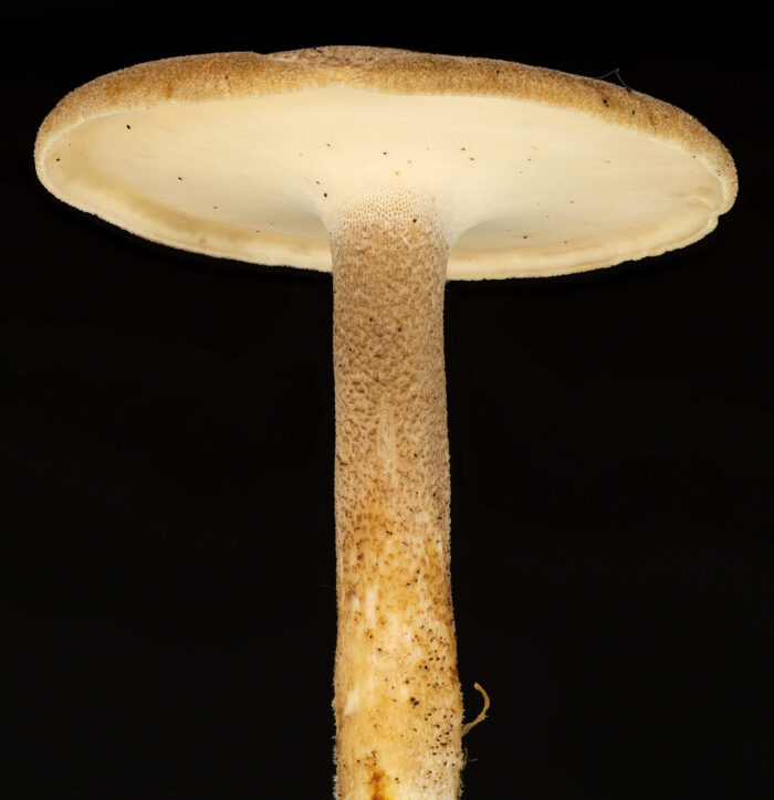 Lentinus substrictus – Mai-Stielporling, der Stiel ist fein geschuppt