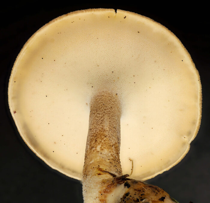 Lentinus substrictus – Mai-Stielporling, der Hutrand ist nur ganz fein gewimpert