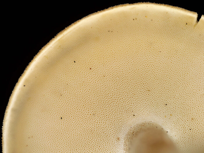 Lentinus substrictus – Mai-Stielporling, die feinen Poren sind max. 0,5 mm groß
