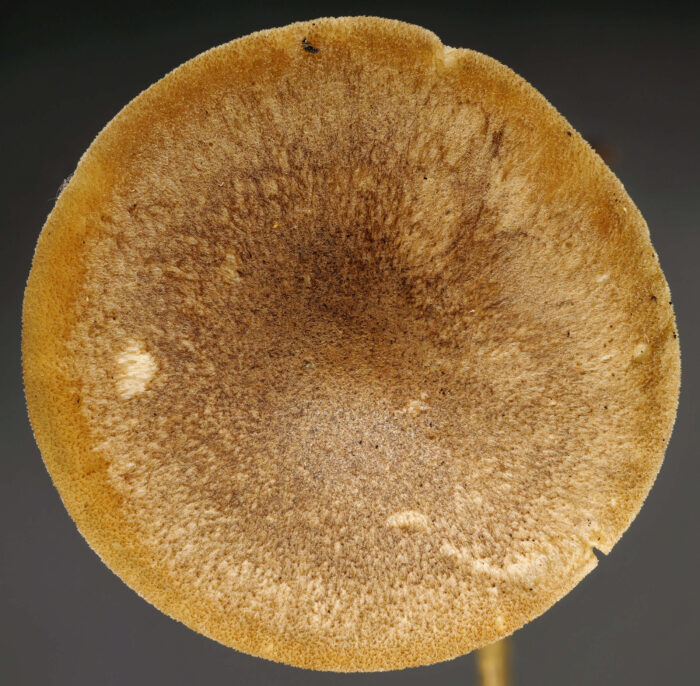 Lentinus substrictus – Mai-Stielporling, der Hut wird max. 4 cm groß und ist fein befilzt