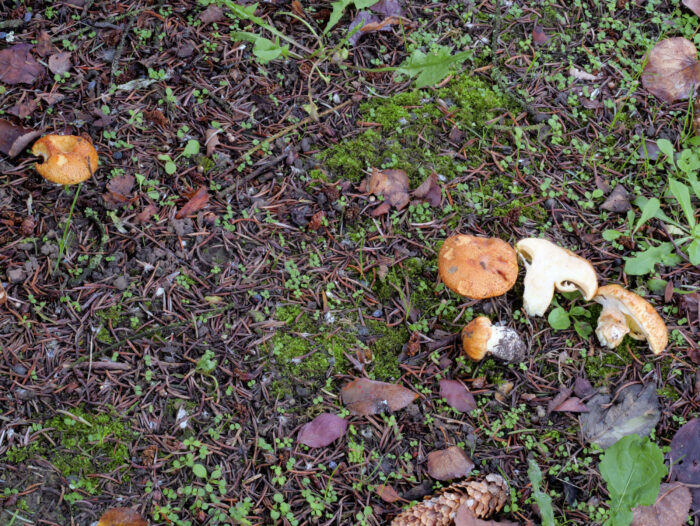 Suillus caerulescens – Blauender Schmierröhrling, Fundort unter einer Douglasie in Chemnitz