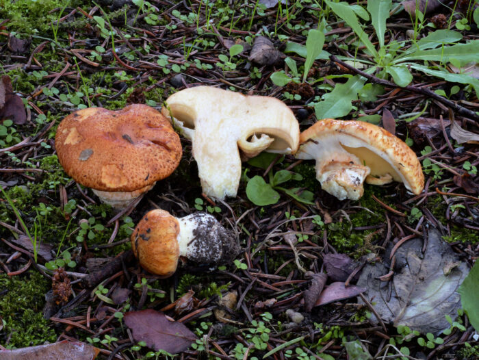 Suillus caerulescens – Blauender Schmierröhrling, dieser Mykorrhizapilz ist ausschließlich an die Douglasie gebunden