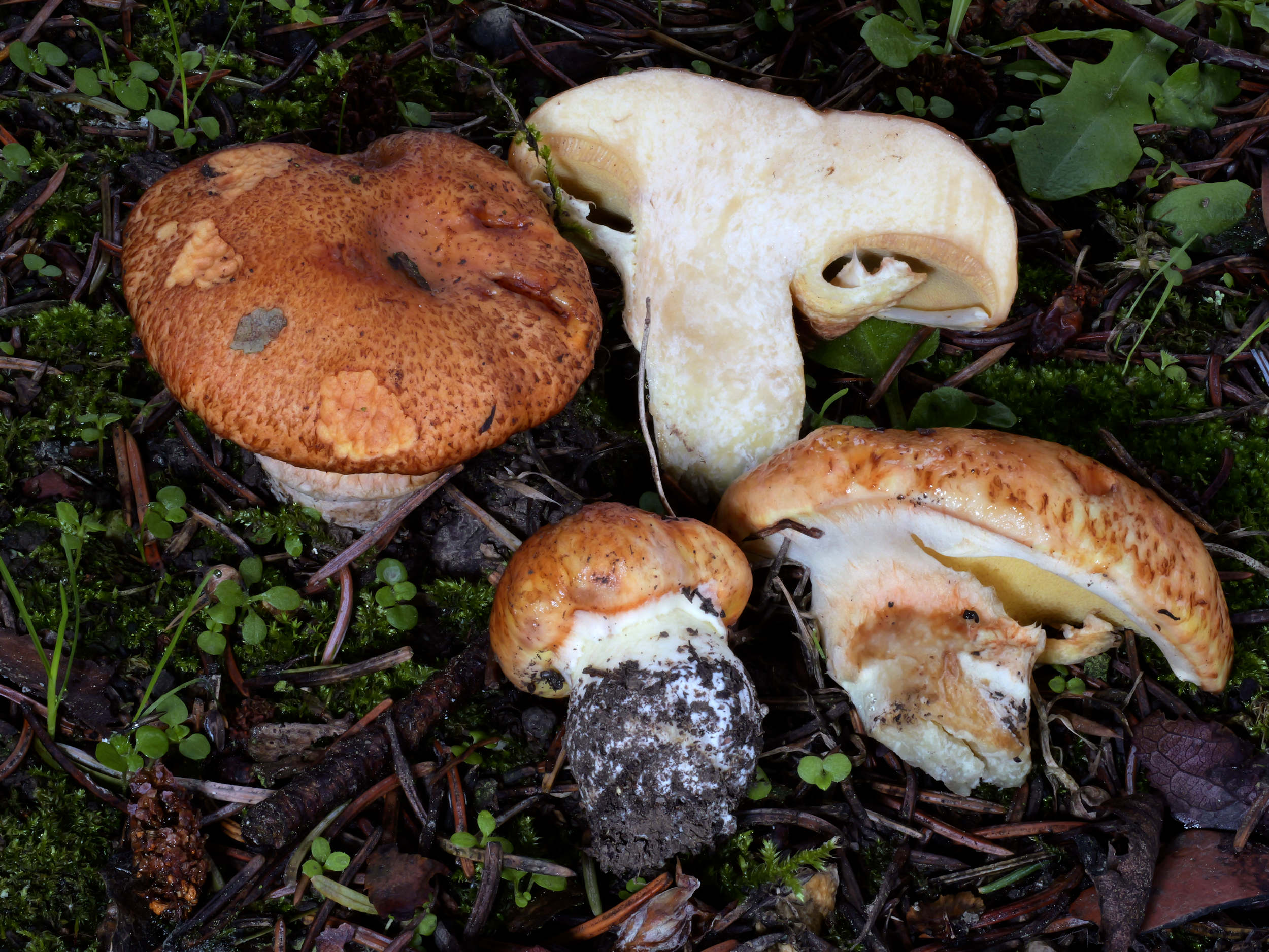 Suillus caerulescens – Blauender Schmierröhrling