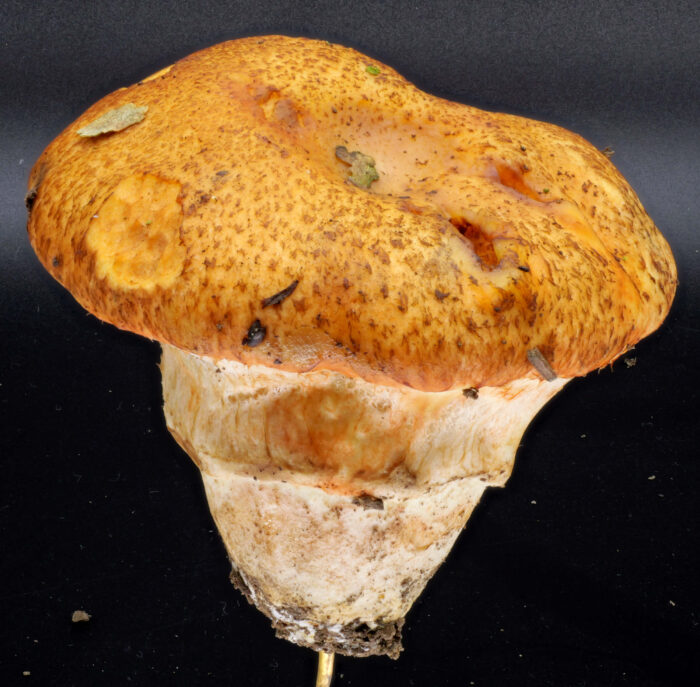 Suillus caerulescens – Blauender Schmierröhrling, der Hut ist leicht schuppig und bei Feuchtigkeit schleimig