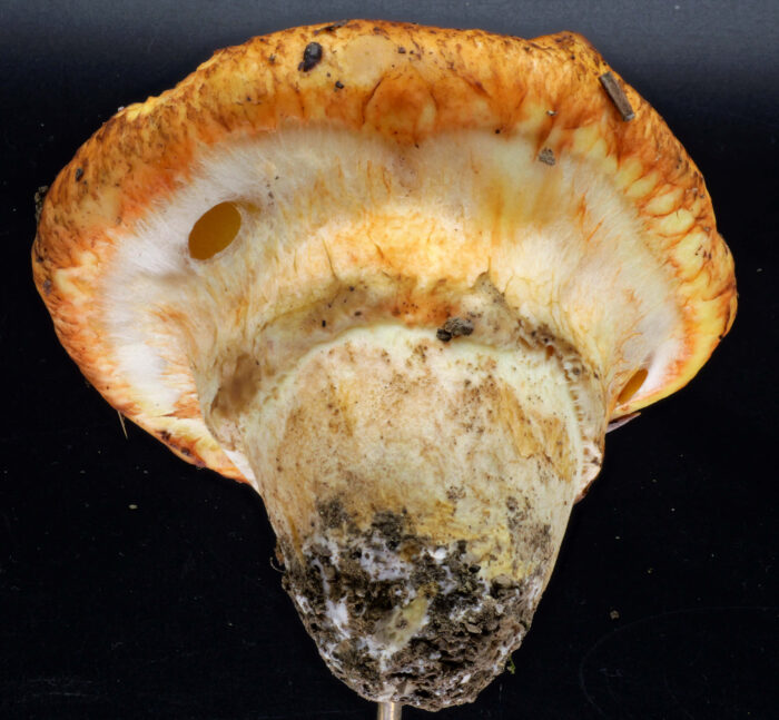 Suillus caerulescens – Blauender Schmierröhrling, junger Fruchtkörper mit typischer Färbung