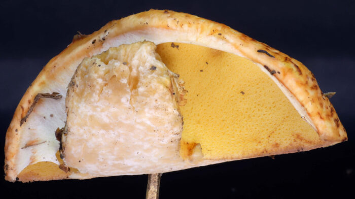 Suillus caerulescens – Blauender Schmierröhrling, der Pilz gehört zu den Röhrlingen