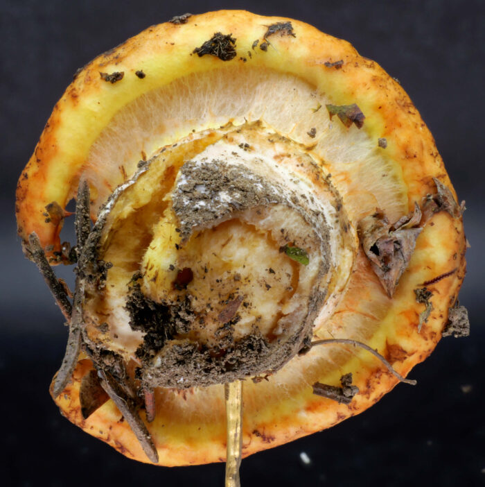 Suillus caerulescens – Blauender Schmierröhrling, gut sichtbar die Cortina, der Schleier an jungen Pilzen