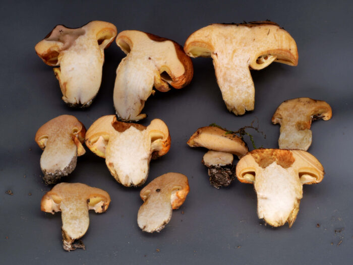 Suillus caerulescens – Blauender Schmierröhrling, im Anschnitt blaut das Fleisch leicht