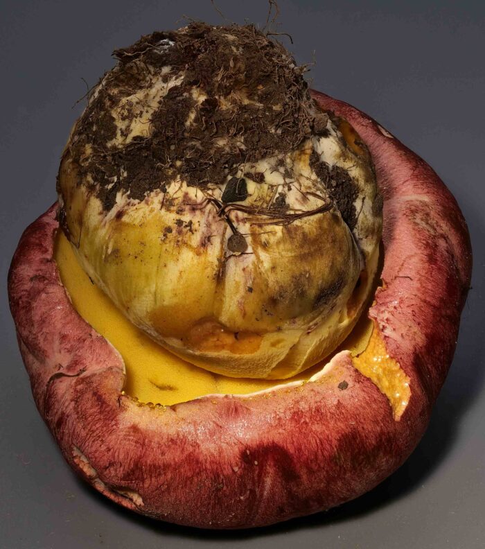 Butyriboletus regius – Königs-Röhrling, dieser Pilz lag herausgerissen im Gelände